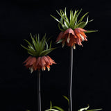 Fritillaria imperialis 'Rubra'