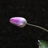 Tulip 'Light and Dreamy'