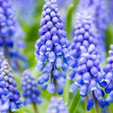 Muscari armeniacum