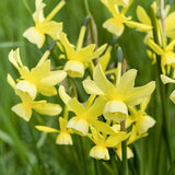 Daffodil 'Hawera'