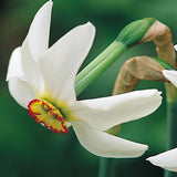 Daffodil 'Recurvus'
