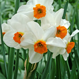 Daffodil 'Geranium'