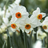 Daffodil 'Geranium'