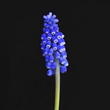 Muscari armeniacum