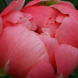 Peony 'Coral Charm'  – Bare Root