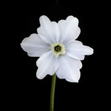 Daffodil 'Polar Ice'