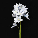 Puschkinia scilloides
