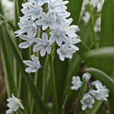 Puschkinia scilloides