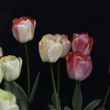 Tulip 'Silverstream'