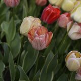 Tulip 'Silverstream'