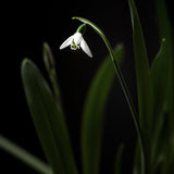 Turkish Snowdrop