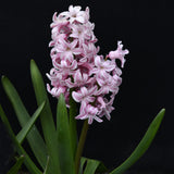 Hyacinth 'Splendid Cornelia'