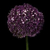 Allium 'Summer Drummer'