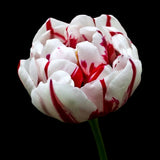 Tulip 'Carnaval de Nice'