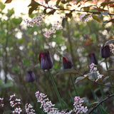 Tulip 'Havran'
