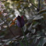 Tulip 'Havran'