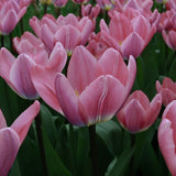 Tulip 'Light and Dreamy'