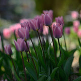 Tulip 'Light and Dreamy'