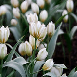 Tulip 'Polychroma'