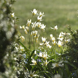 Tulip 'Turkestanica'