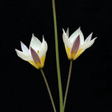 Tulip 'Turkestanica'