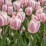 Tulip 'Apricot Delight'
