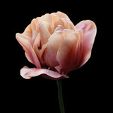 Tulip 'La Belle Epoque'