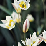 Tulip 'Turkestanica'