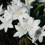 Scilla 'Alba'