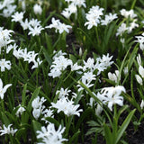 Scilla 'Alba'