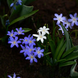Chionodoxa 'Mix'