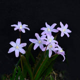 Chinonodoxa 'Pink Giant'