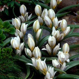 Tulip 'Polychroma'