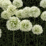 Allium 'Mount Everest'