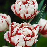 Tulip 'Carnaval de Nice'