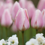 Tulip 'Apricot Delight'