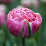 Tulip 'Amazing Grace'