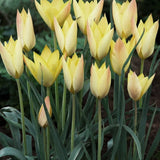 Tulip 'Honky Tonk'