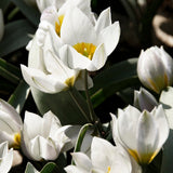 Tulip 'Polychroma'