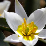 Tulip 'Polychroma'