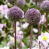 Allium 'Summer Drummer'