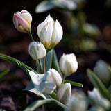 Tulip 'Polychroma'
