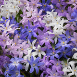 Chionodoxa 'Mix'