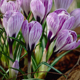 Crocus 'Pickwick'