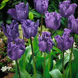 Tulip 'Blue Parrot'