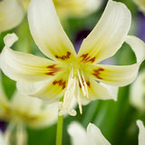 Erythronium 'White Beauty'