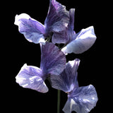 Sweet Pea 'Mr P'